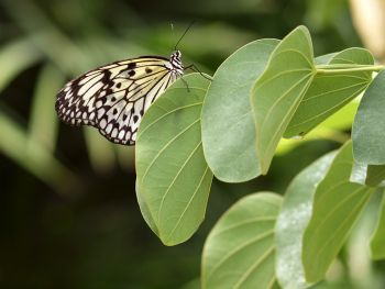 ’’Accroché’’, photo originale